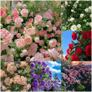 🌺Climbing Rose Seeds | Free Fertilizer--Supplement nitrogen. phosphorus and potassium